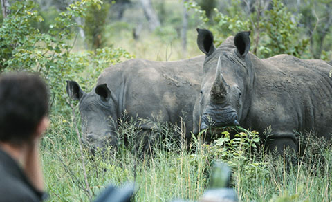 Observing rhinos. Africa.