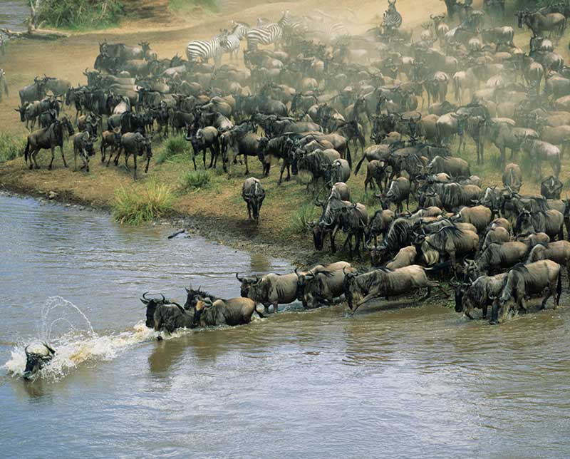 Migration of wildebeests. Kenya, Africa.