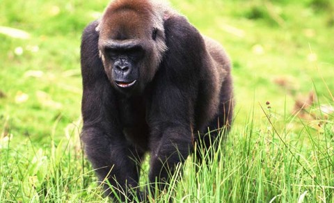 Gorilla. Kenya, Africa.
