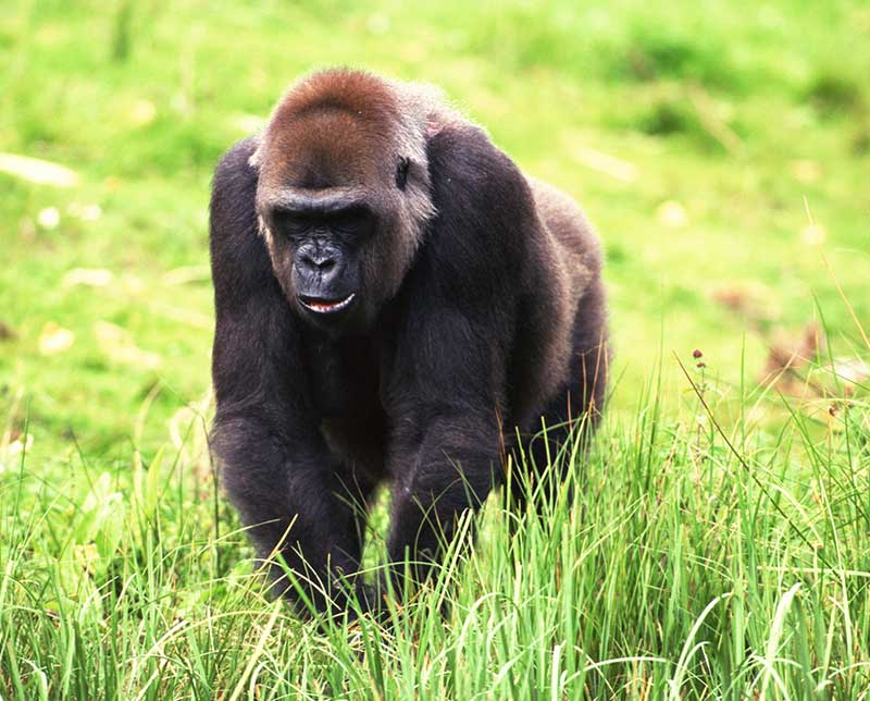 Gorilla. Kenya, Africa.