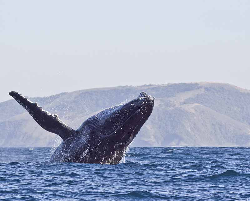 Whale surfacing. South Africa, Africa