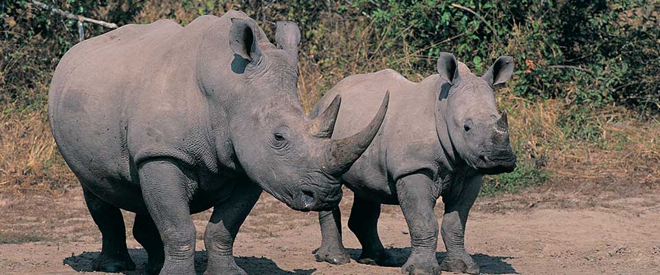 Two rhinos. South Africa, Africa