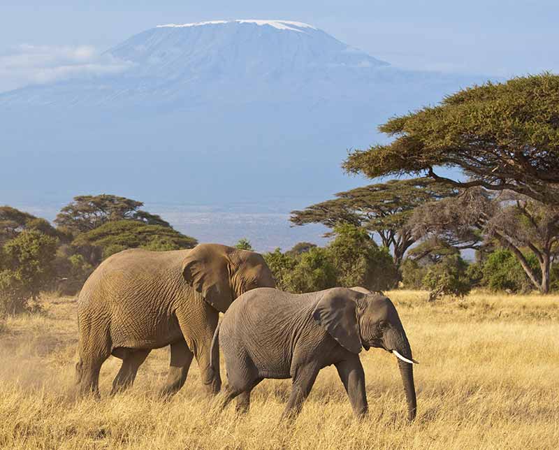 Elephants in a field. Tanzania, Africa