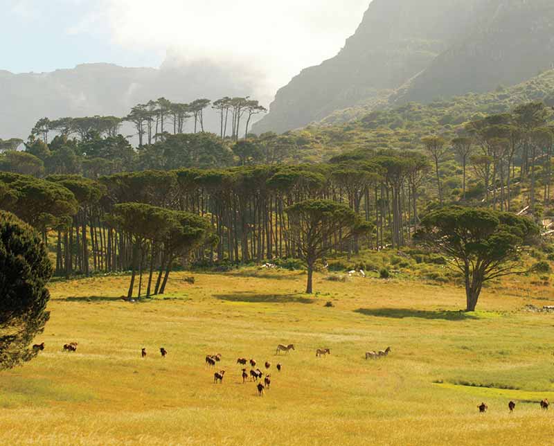 Forest landscape. Zimbabwe, Africa