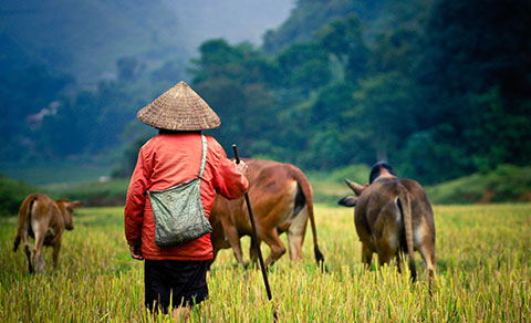 A man herding animals. Asia.
