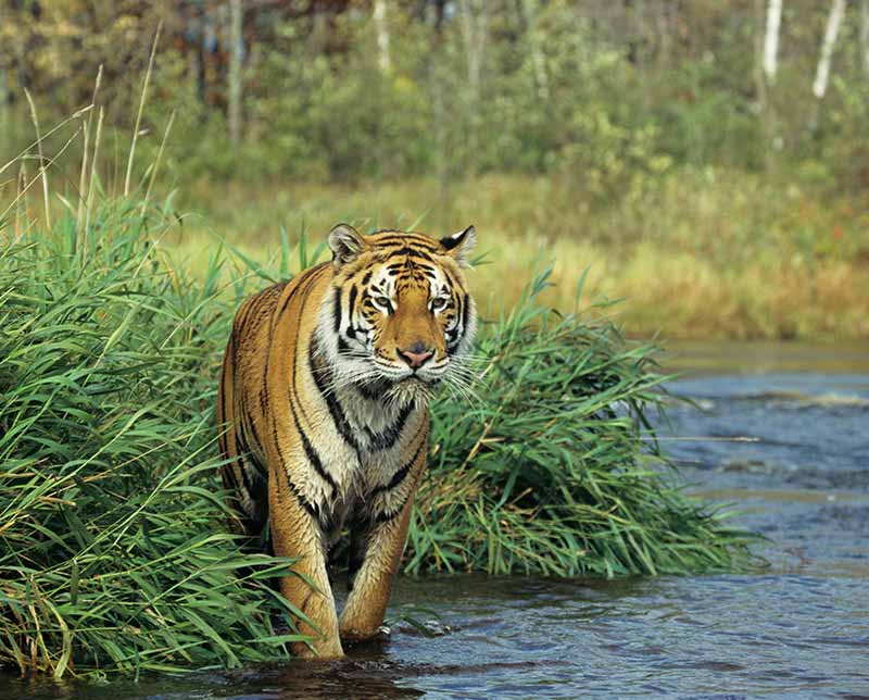 Tiger. India, Asia.