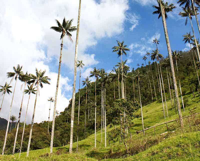 Tall trees. Discover Colombia. Colombia.